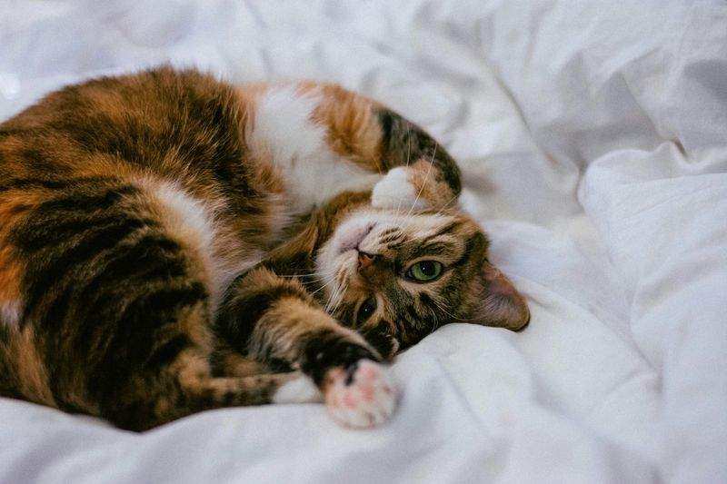 ねこ暮らしラボ株式会社 3