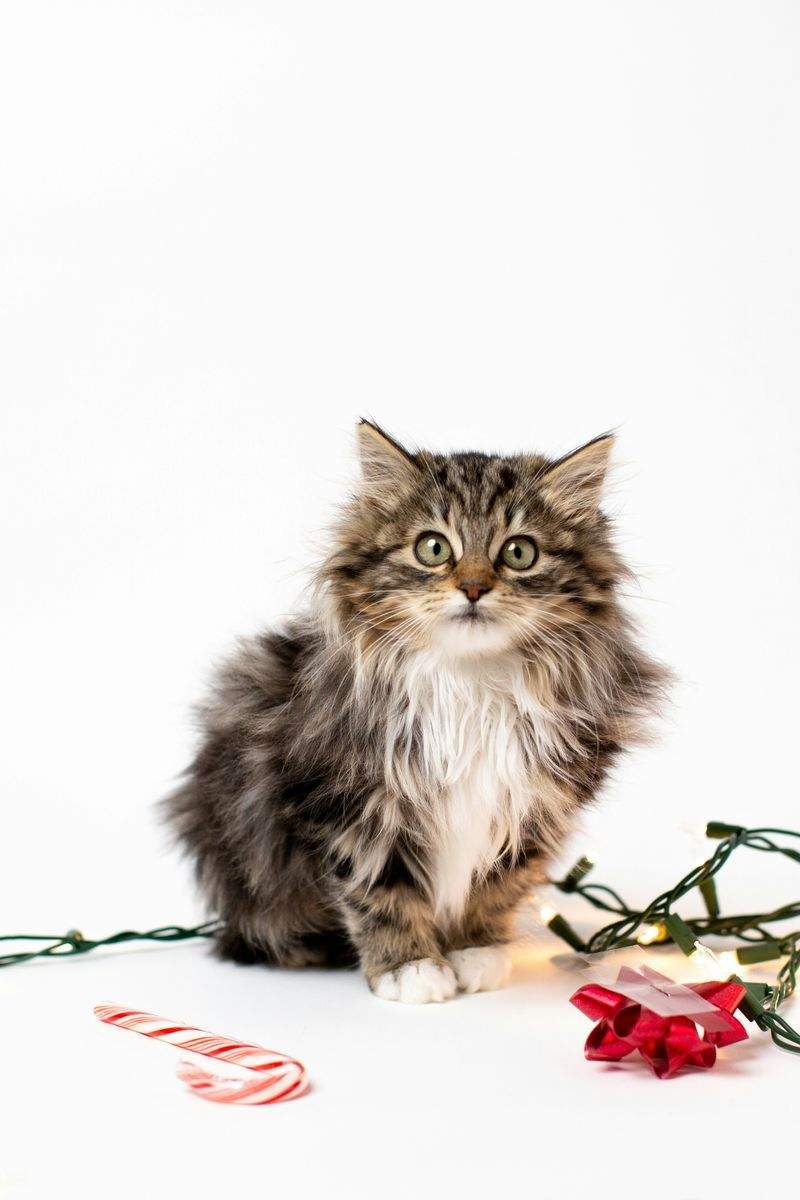 ねこ暮らしラボ株式会社 8