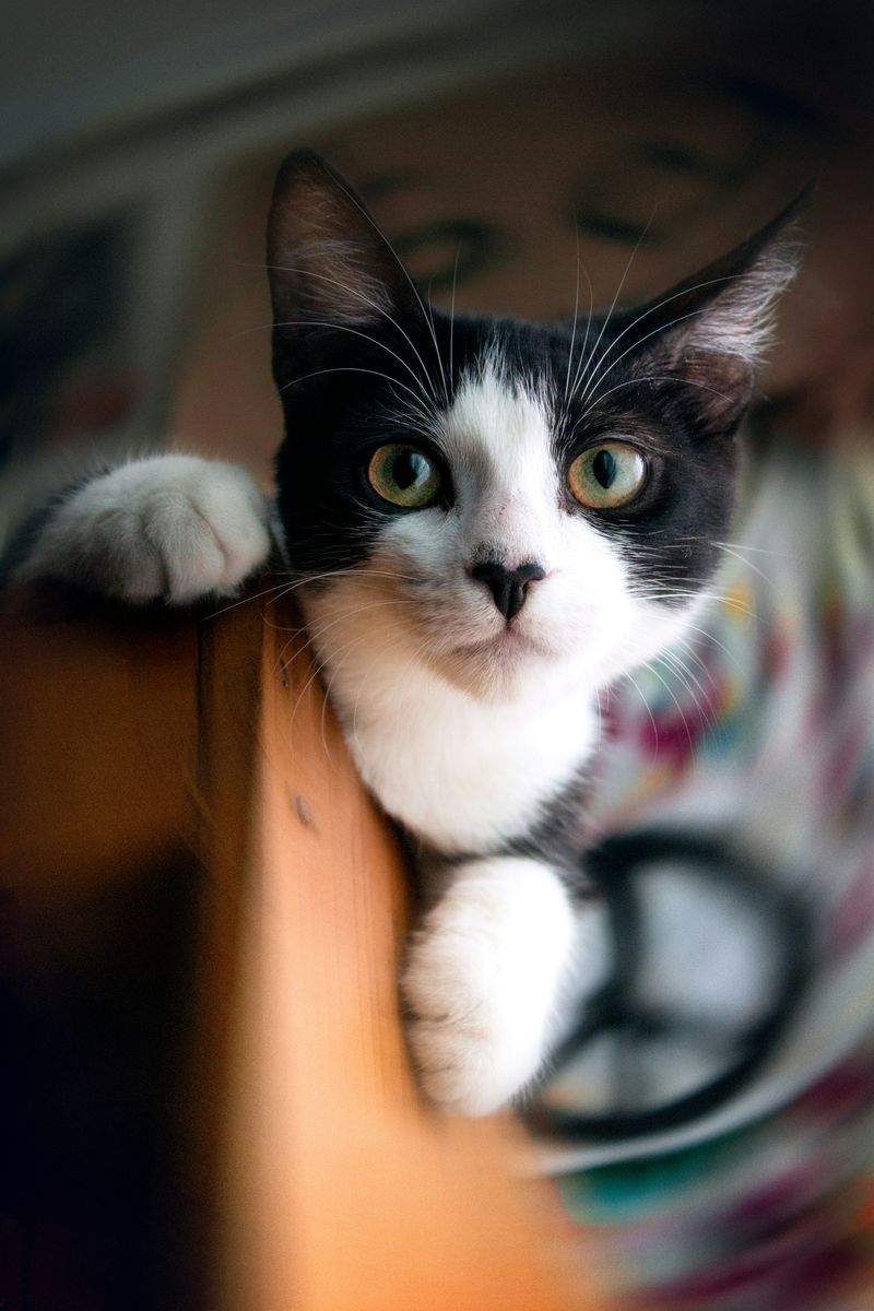 室内飼育環境のコーディネート